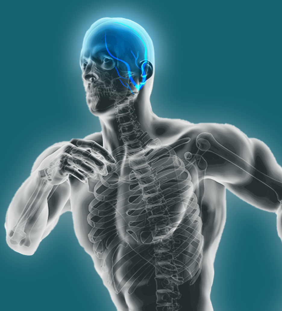 Grafik eines laufenden Sporlers vom Kopf bis zum Bauch mit Blick ins Innere des Körpers (Skelett). Der Kopfbereich leuchtet blau.